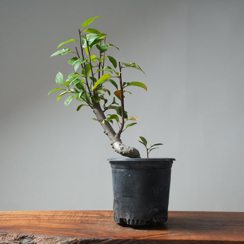 European Crabapple Bonsai #659