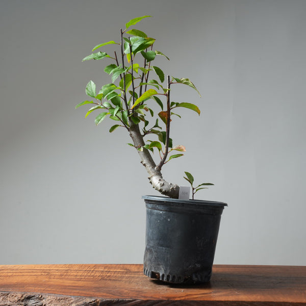 European Crabapple Bonsai #659