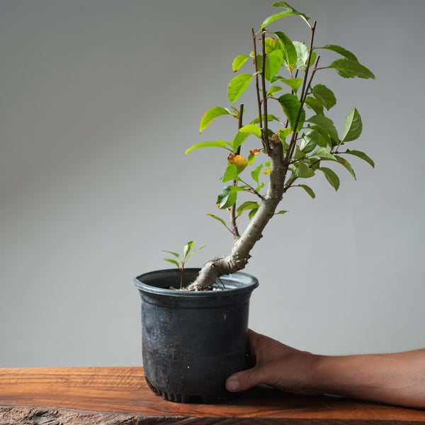European Crabapple Bonsai #659