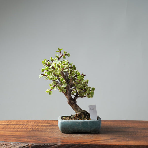 Dwarf Jade Variegated Bonsai #660
