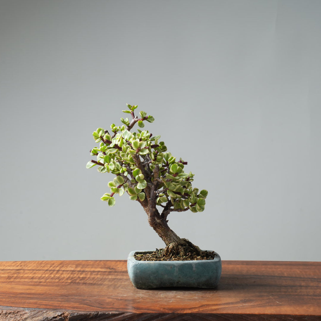 Dwarf Jade Variegated Bonsai #660