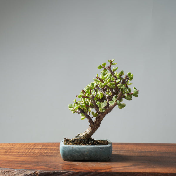 Dwarf Jade Variegated Bonsai #660