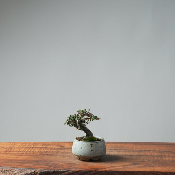 Cotoneaster Bonsai #662