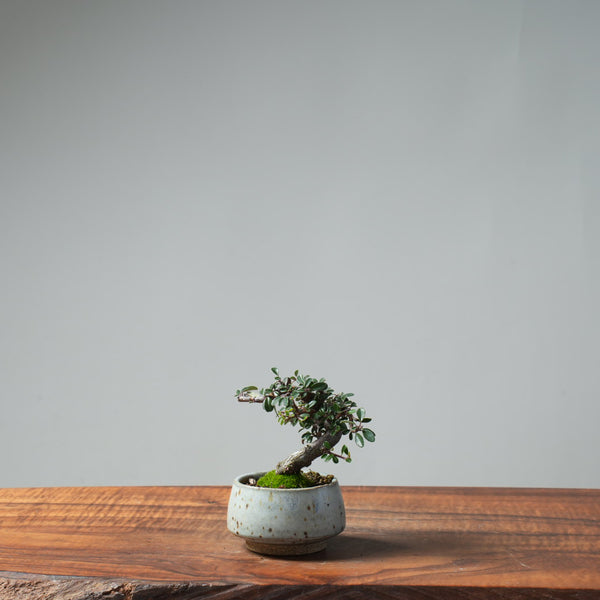 Cotoneaster Bonsai #662