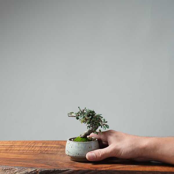 Cotoneaster Bonsai #662