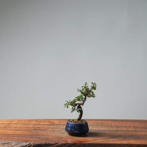 Cotoneaster Bonsai #663
