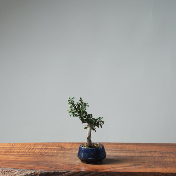 Cotoneaster Bonsai #663