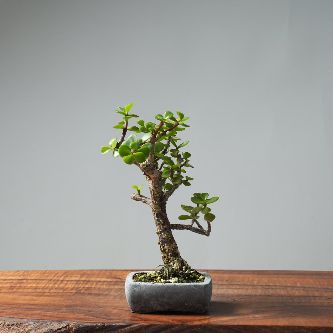 Dwarf Jade Bonsai #665