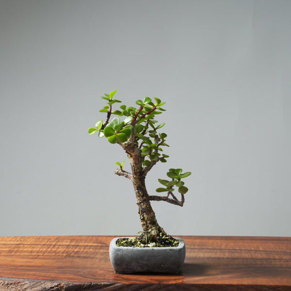 Dwarf Jade Bonsai #665