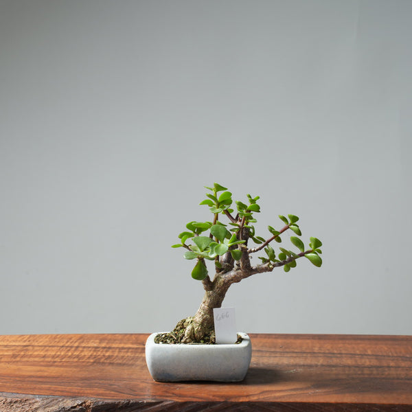 Dwarf Jade Bonsai #666