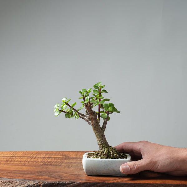 Dwarf Jade Bonsai #666