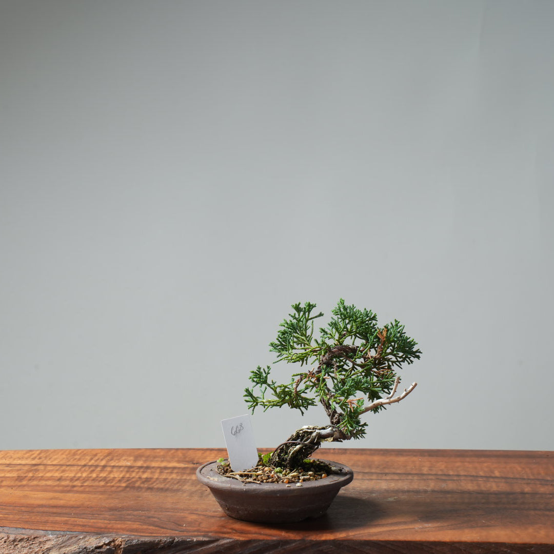 Kishu Juniper Bonsai #668