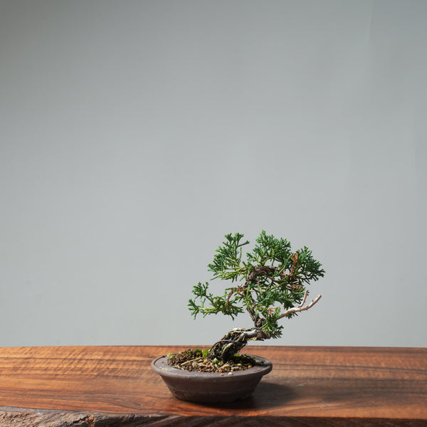 Kishu Juniper Bonsai #668