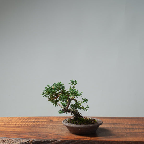 Kishu Juniper Bonsai #668