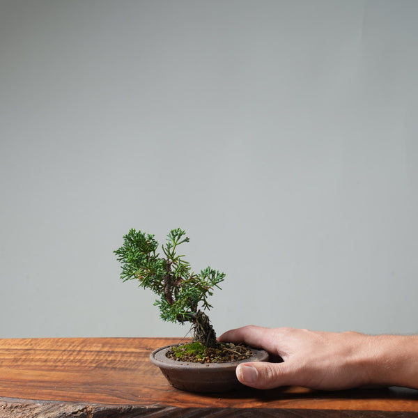 Kishu Juniper Bonsai #668