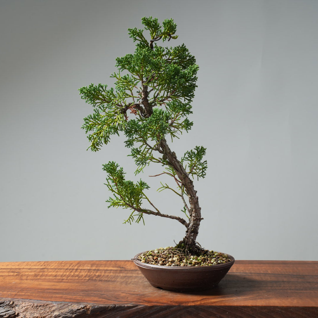 Kishu Juniper Bonsai #669