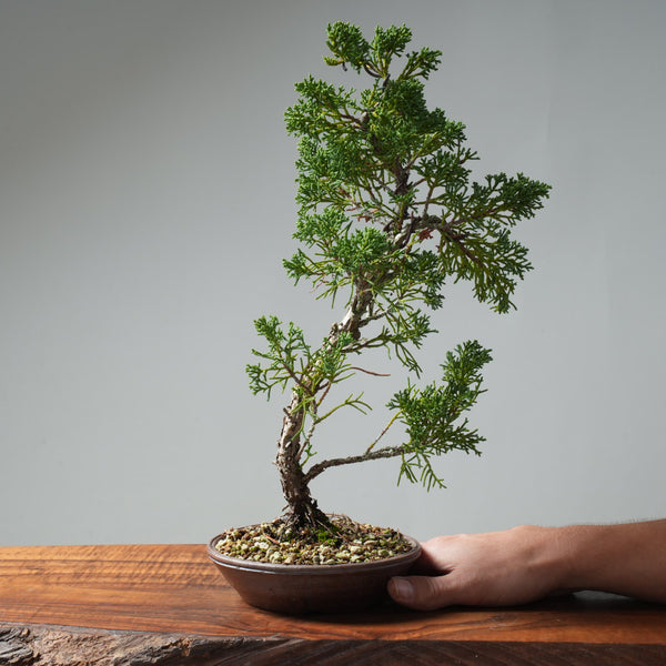 Kishu Juniper Bonsai #669