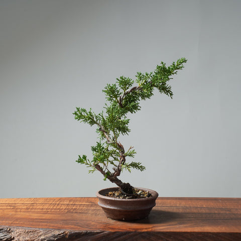 Kishu Juniper Bonsai #670