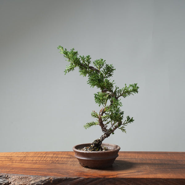 Kishu Juniper Bonsai #670