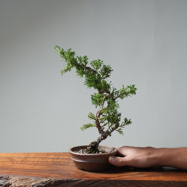 Kishu Juniper Bonsai #670
