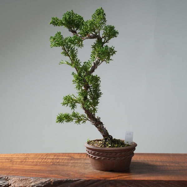 Kishu Juniper Bonsai #671