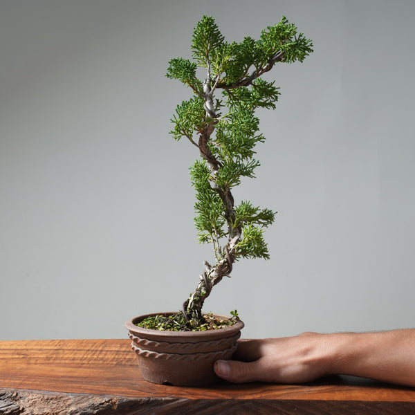 Kishu Juniper Bonsai #671