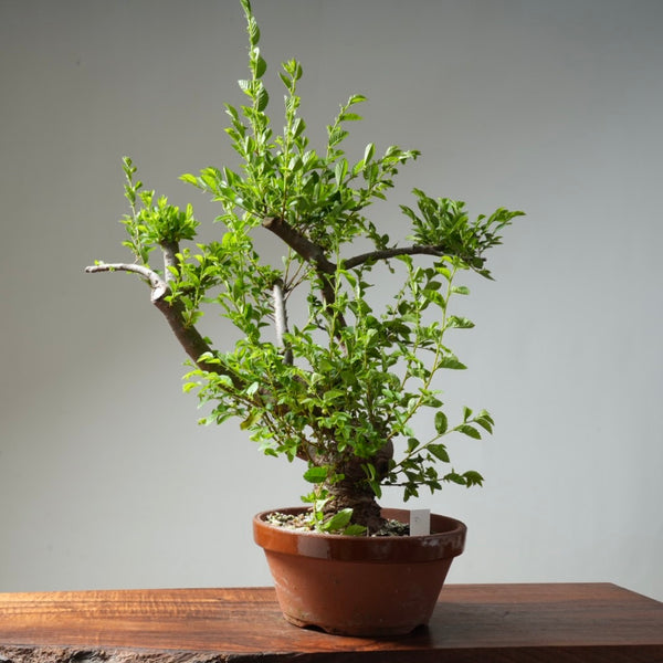 Chinese Elm Bonsai #31