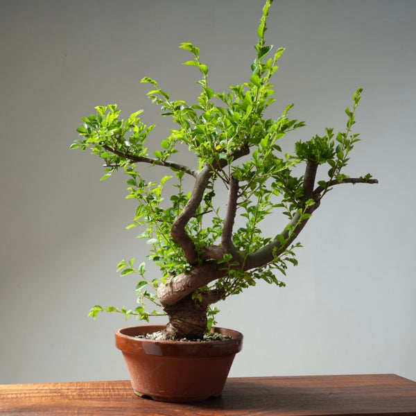 Chinese Elm Bonsai #31