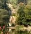 Amongst Trees: Golden Gate Park Forest Bathing | November 15