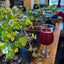 Bonsai Classes at Hop Dogma Brewing Co.
