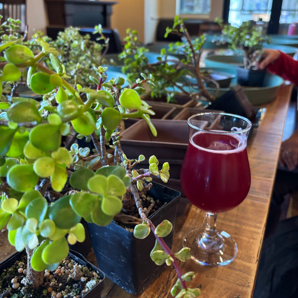 Bonsai Classes at Hop Dogma Brewing Co.