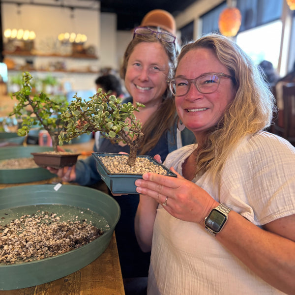 Bonsai Classes at Hop Dogma Brewing Co.