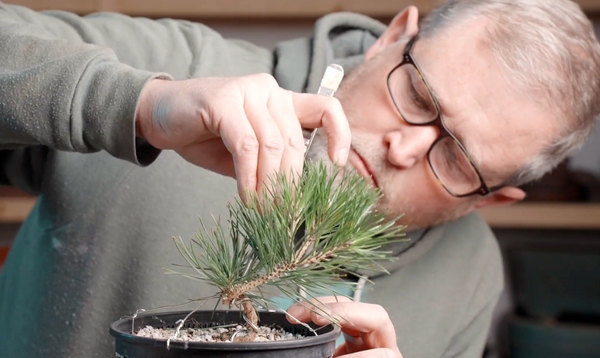 Mastering shohin Japanese Black Pine bonsai - Eric clears old needles on a three year old.