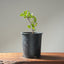 Blue Oak Bonsai 1013 - Bonsaify