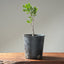 Blue Oak Bonsai 1014 - Bonsaify