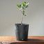 Blue Oak Bonsai 1014 - Bonsaify