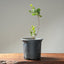 Blue Oak Bonsai 1015 - Bonsaify
