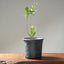 Blue Oak Bonsai 1015 - Bonsaify