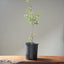 Blue Oak Bonsai 1016 - Bonsaify