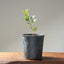 Blue Oak Bonsai 1017 - Bonsaify