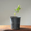 Blue Oak Bonsai 1017 - Bonsaify