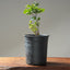 Blue Oak Bonsai 1018 - Bonsaify