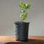 Blue Oak Bonsai 1018 - Bonsaify
