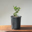 Blue Oak Bonsai 1129 - Bonsaify
