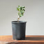 Blue Oak Bonsai 1130 - Bonsaify