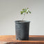 Blue Oak Bonsai 1131 - Bonsaify