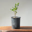 Blue Oak Bonsai 1133 - Bonsaify