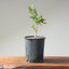 Blue Oak Bonsai 1133 - Bonsaify