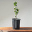 Blue Oak Bonsai 1134 - Bonsaify