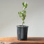 Blue Oak Bonsai 1134 - Bonsaify